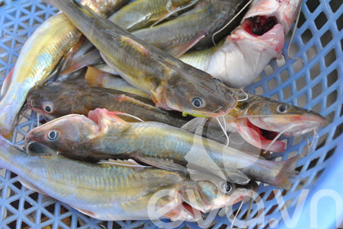 Giản dị cá lăng kho chuối hột - 2