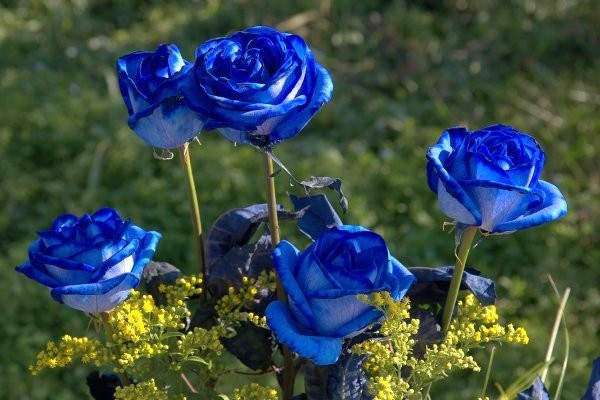 Nguy hiểm tiềm t&agrave;ng trong c&aacute;c loại hoa c&oacute; m&agrave;u lạ 1