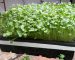 Cách trồng rau mầm xà lách, cải bông xanh, cải Nhật