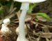 Nhận biết 4 loại nấm độc thường gặp
