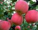 5 loại trái cây nổi tiếng độc hại năm 2012