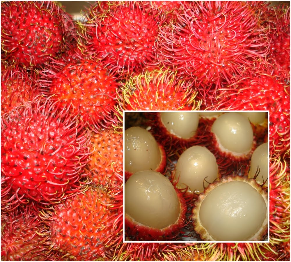 Chôm Chôm Kho Báu Dinh
